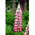 Lupine Gemengd