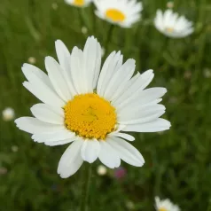 Marguerite des prés Marguerite des prés