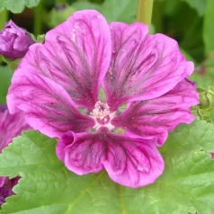 Mauve Mauritania Mauve Mauritania