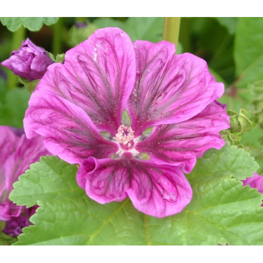 Kaasjeskruid (Malva)