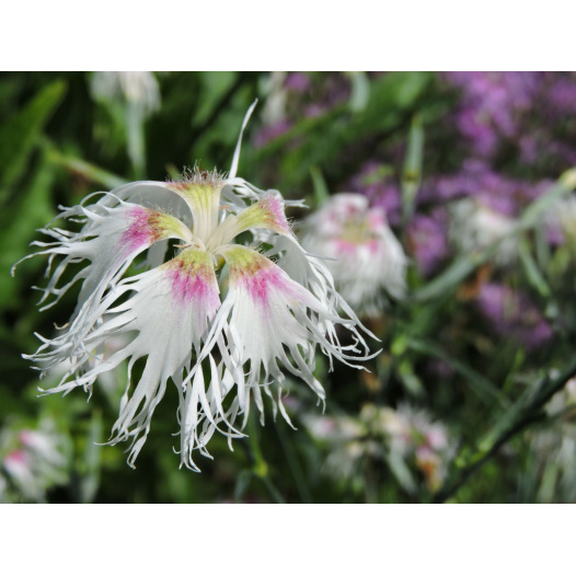 Oeillet Rainbow Loveliness