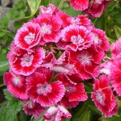 Anjer Duizendschoon Anjer Duizendschoon