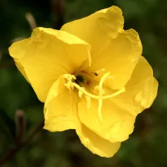 Teunisbloem Teunisbloem