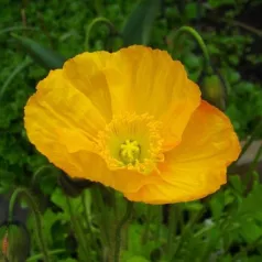 Papaver uit Ijsland Papaver uit Ijsland