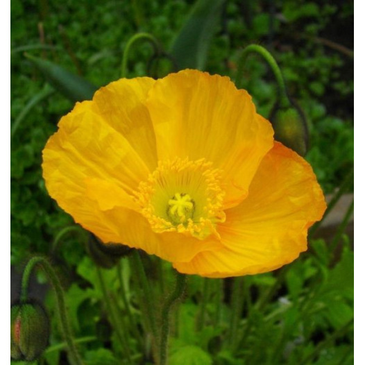 Papaver uit Ijsland