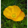 Papaver uit Ijsland