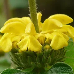 Phlomis jaune Phlomis jaune