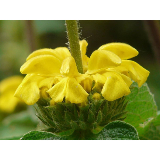 Phlomis jaune