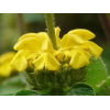 Phlomis jaune