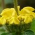 Phlomis jaune