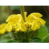 Phlomis jaune