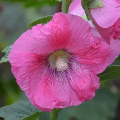Rose trémière en mélange Rose trémière en mélange