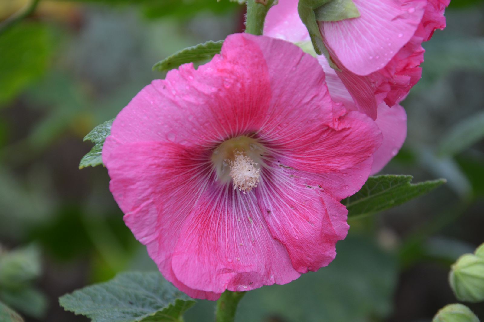 Quand Semer Les Graines De Roses Trémières