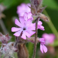 Dagkoekoeksbloem Dagkoekoeksbloem
