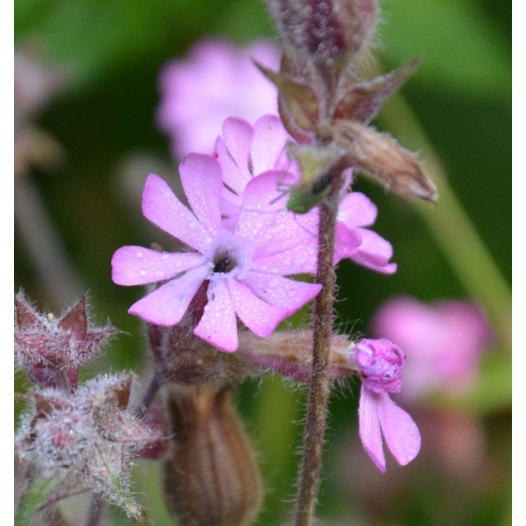 Dagkoekoeksbloem