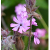 Dagkoekoeksbloem