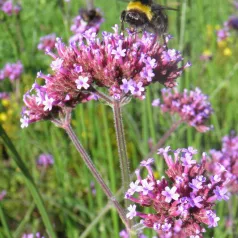 Verbena bonariensis Verbena bonariensis