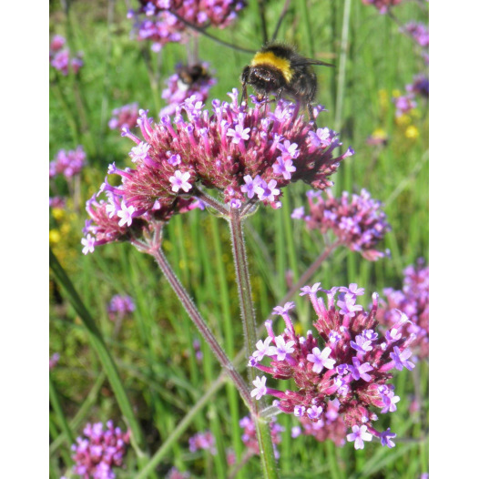 Verbena bonariensis