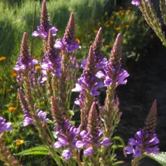 Verbena hastata Verbena hastata