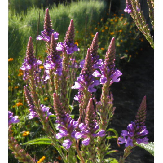 Verbena hastata