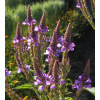 Verbena hastata