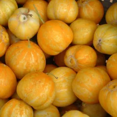 Concombre Lemon Concombre Lemon