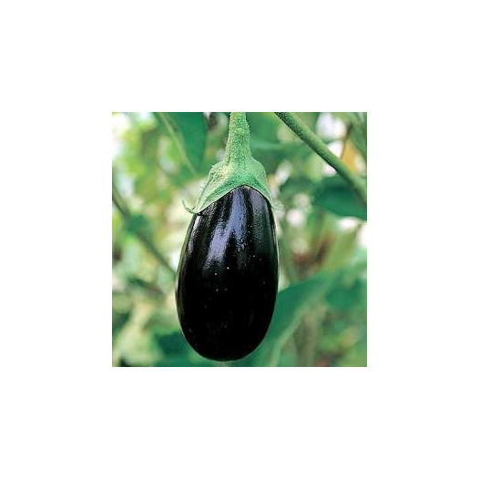 Aubergine Imperial black beauty