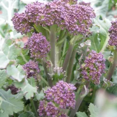 Chou Brocoli à jets violets Chou Brocoli à jets violets