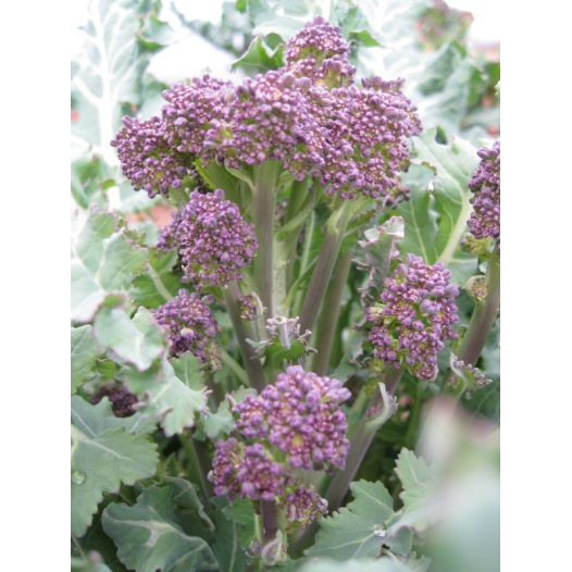 Chou Brocoli à jets violets