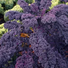 Boerenkool rood Boerenkool rood