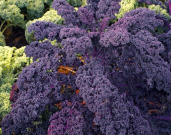 Semences bio de Chou frisé/Kale rouge