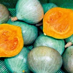 Kastanjepompoen Blue Ballet