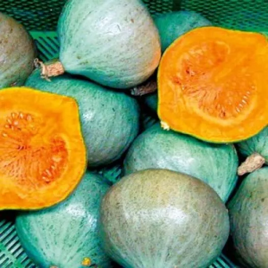 Kastanjepompoen Blue Ballet