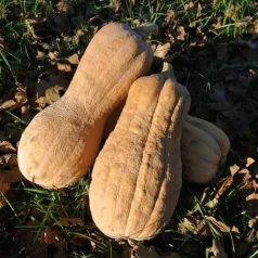 courge musquée Violina courge musquée Violina