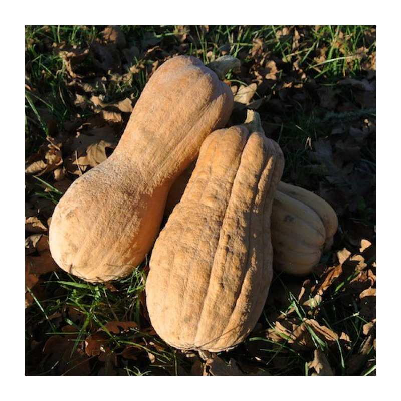 courge musquee violina