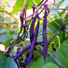 Haricot nain mangetout Reine des  Pourpres Haricot nain mangetout Reine des  Pourpres