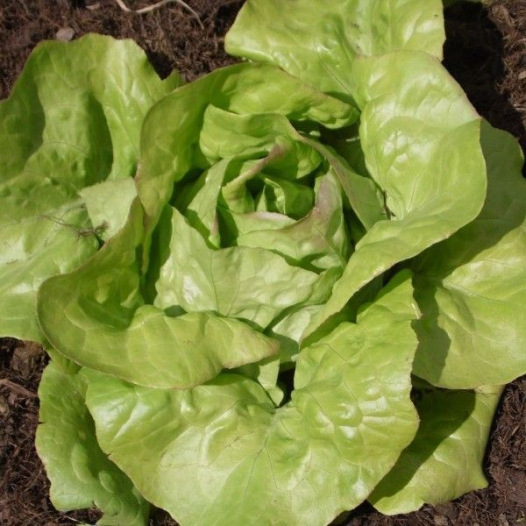 Laitue pommée quatre saisons Bon Jardinier