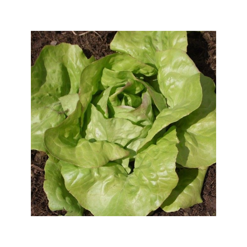 Graines bio de Laitue pommée quatre saisons Bon jardinier