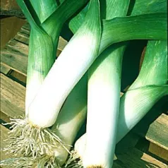 Poireau d'été Elbeuf Elephant Poireau d'été Elbeuf Elephant