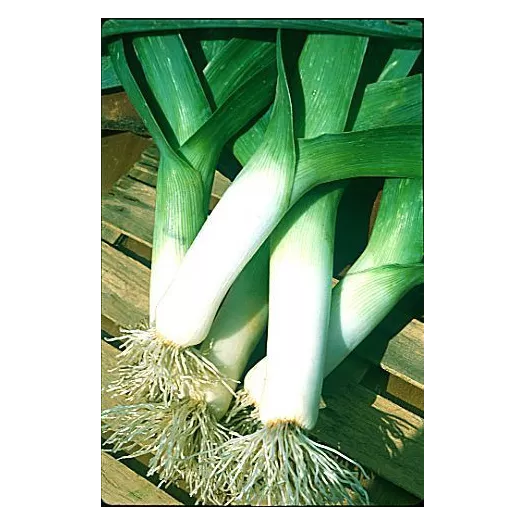 Poireau d'été Elbeuf Elephant