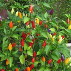 Piment Numex Twilight Piment Numex Twilight