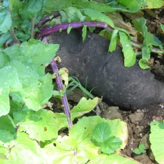 Radis d'hiver Noir long