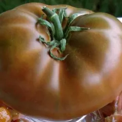 Tomate Cherokee chocolate Tomate Cherokee chocolate