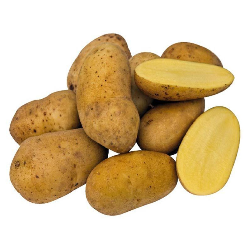 Plants bio : Pomme de terre Charlotte - 5kg
