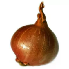 Sjalot Red Sun - 1KG Sjalot Red Sun - 1KG