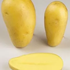 Pomme de terre Allians - 5kg Pomme de terre Allians - 5kg