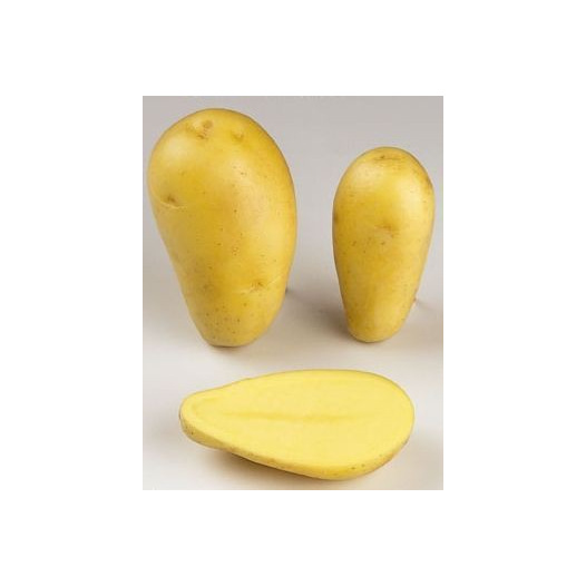 Pomme de terre Allians - 5kg