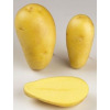 Pomme de terre Allians - 5kg