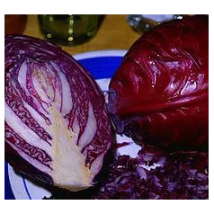 Chou cabus rouge Rodynda Chou cabus rouge Rodynda