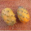 Concombre du Kenya Kiwano